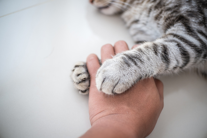 cat paw and hand