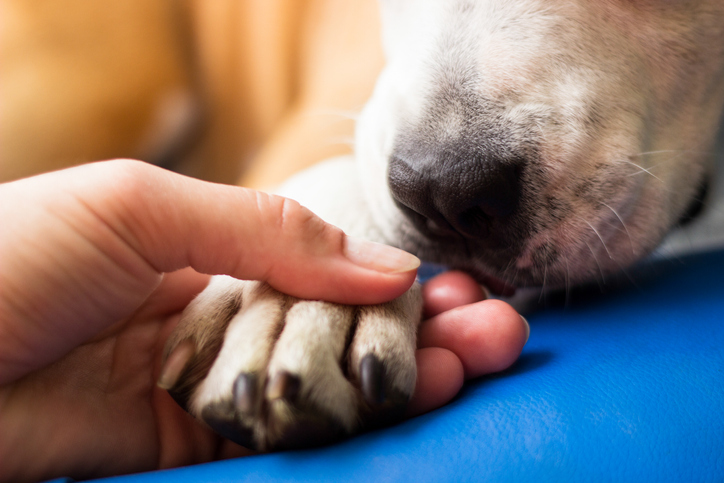 dog paw and human hand photo