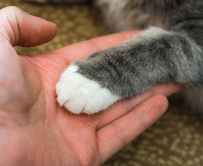 hold cat paw